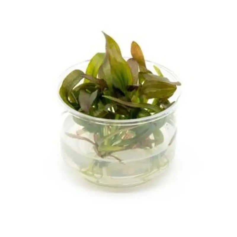 Echinodorus 'Rose' - Tissue Culture (AF/UNS)