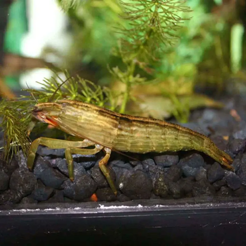 Flower Shrimp - Atyopsis moluccensis