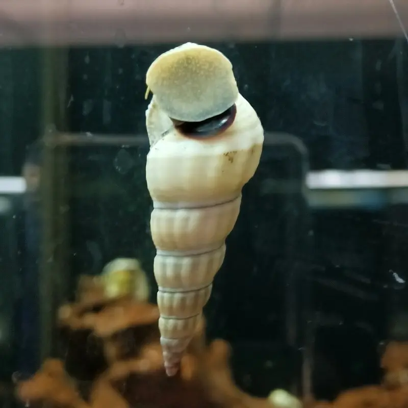 Giant Tower Cap Snail - Brotia herculea