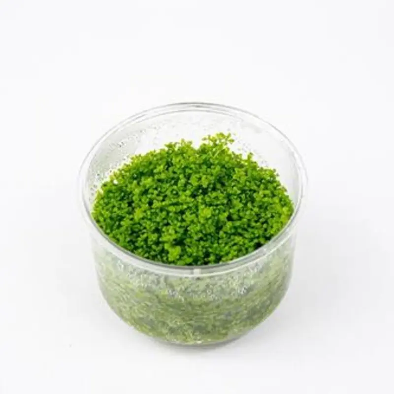 Hemianthus callitrichoides 'Cuba' - Tissue Culture (AF/UNS)