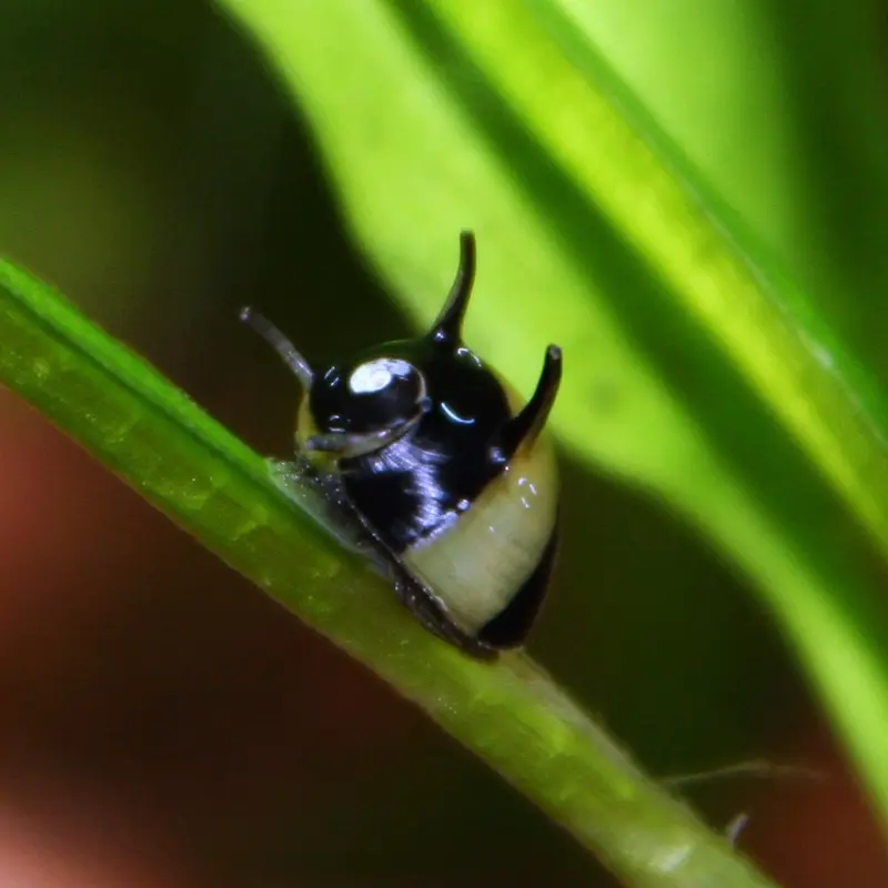 Horned Nerite Snail - Neritina sp.