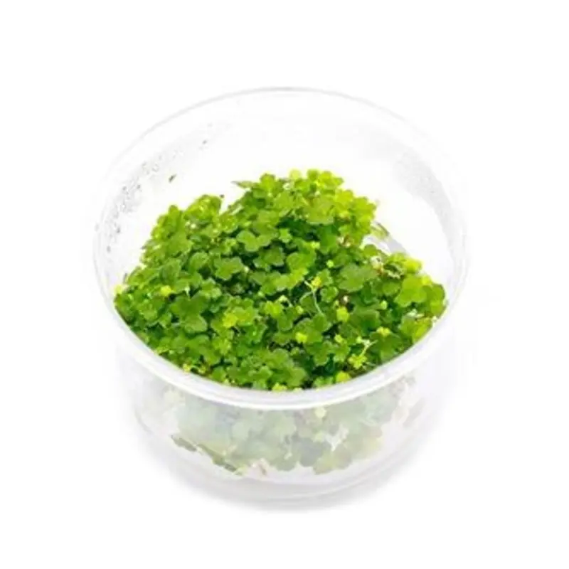 Hydrocotyle tripartita - Tissue Culture (AF/UNS)