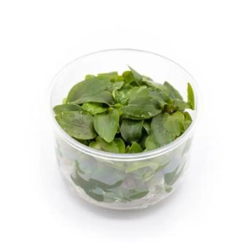 Lagenandra meeboldii 'red' - Tissue Culture (AF/UNS)