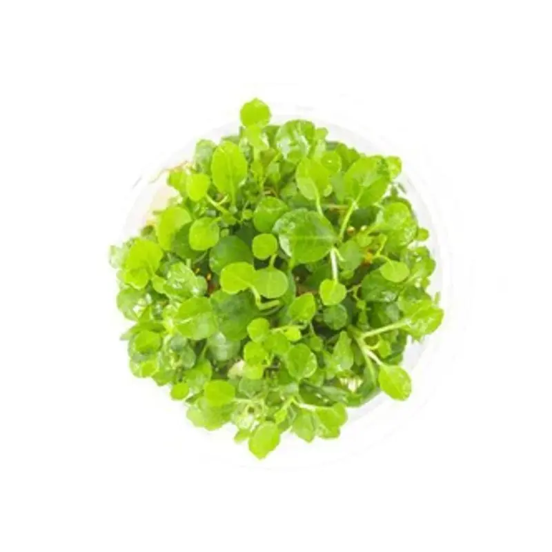 Lobelia cardinalis - Tissue Culture (AF/UNS)