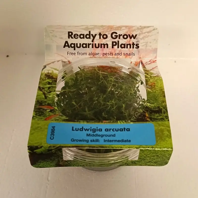 Ludwigia arcuata - Tissue Culture