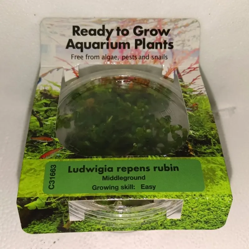 Ludwigia repens rubin - Tissue Culture