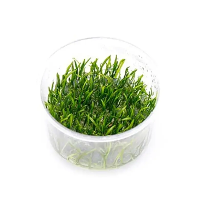 Narrowleaf Micro Sword - Lilaeopsis novaezelandiae - Tissue Culture (AF/UNS)