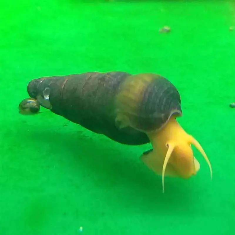 Orange Rabbit Snail - Tylomelania sp.