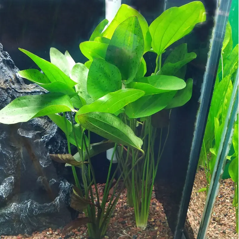 Ozelot Sword - Echinodorus 'Ozelot' - Large