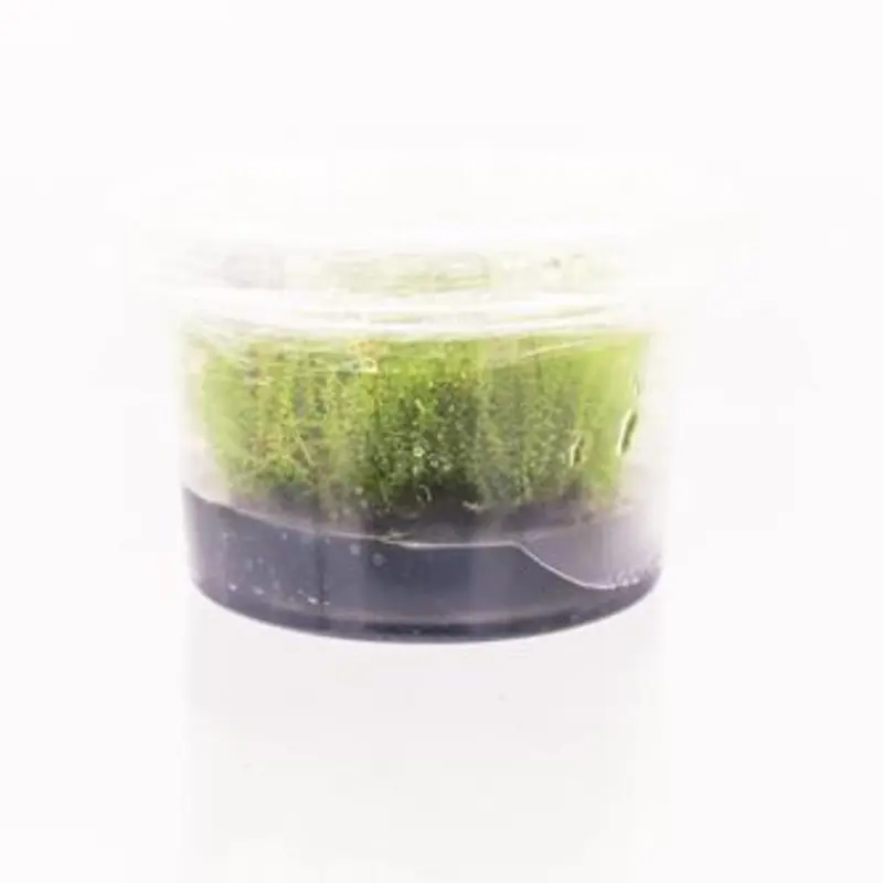 Pearl Moss - Plagiomnium cf. affine - Tissue Culture (AF/UNS)