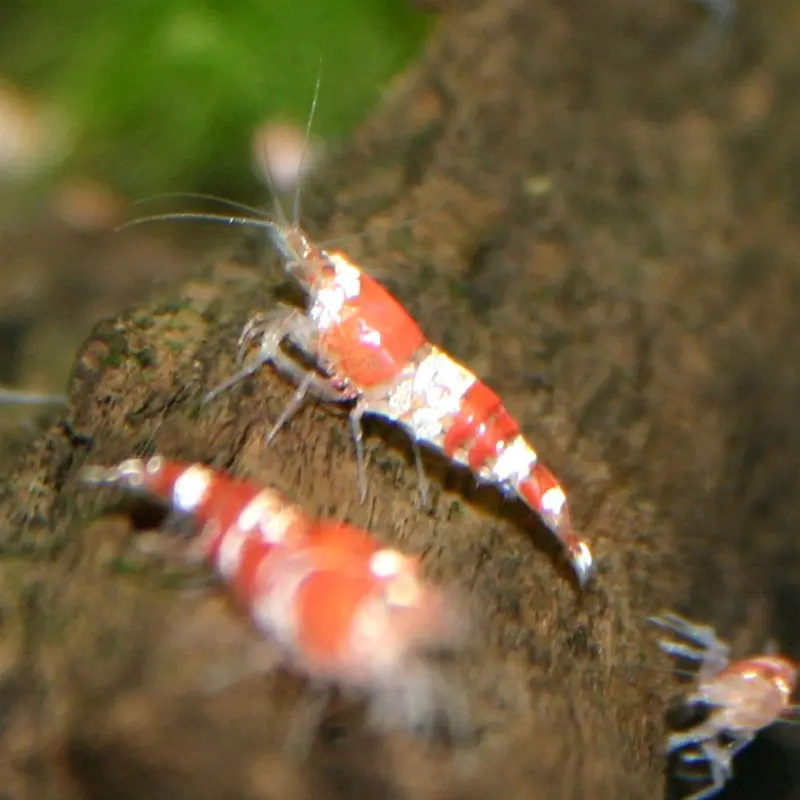 Red Crystal Shrimp - Caridina sp.
