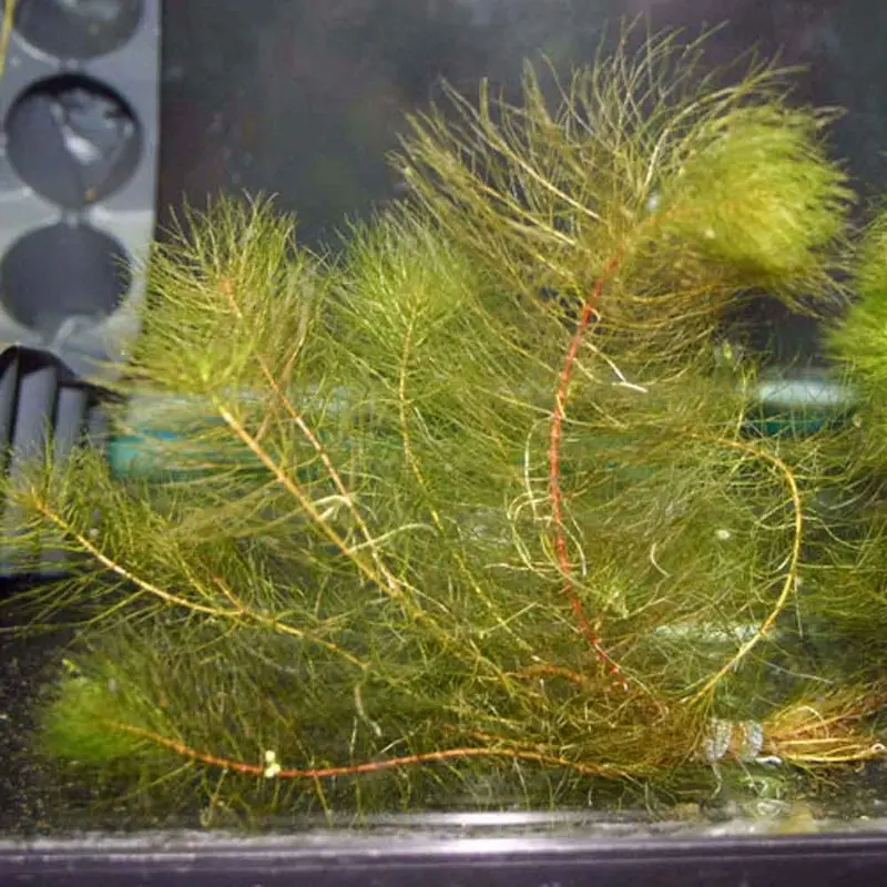 Red Myrio - Myriophyllum heterophyllum