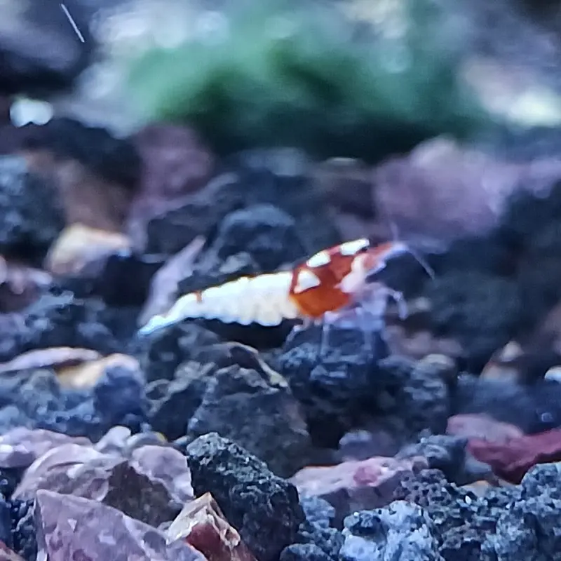 Red Pinto Shrimp - Caridina sp.