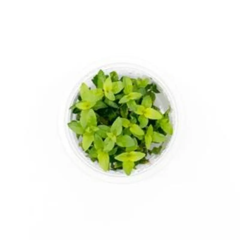 Staurogyne repens - Tissue Culture (AF/UNS)