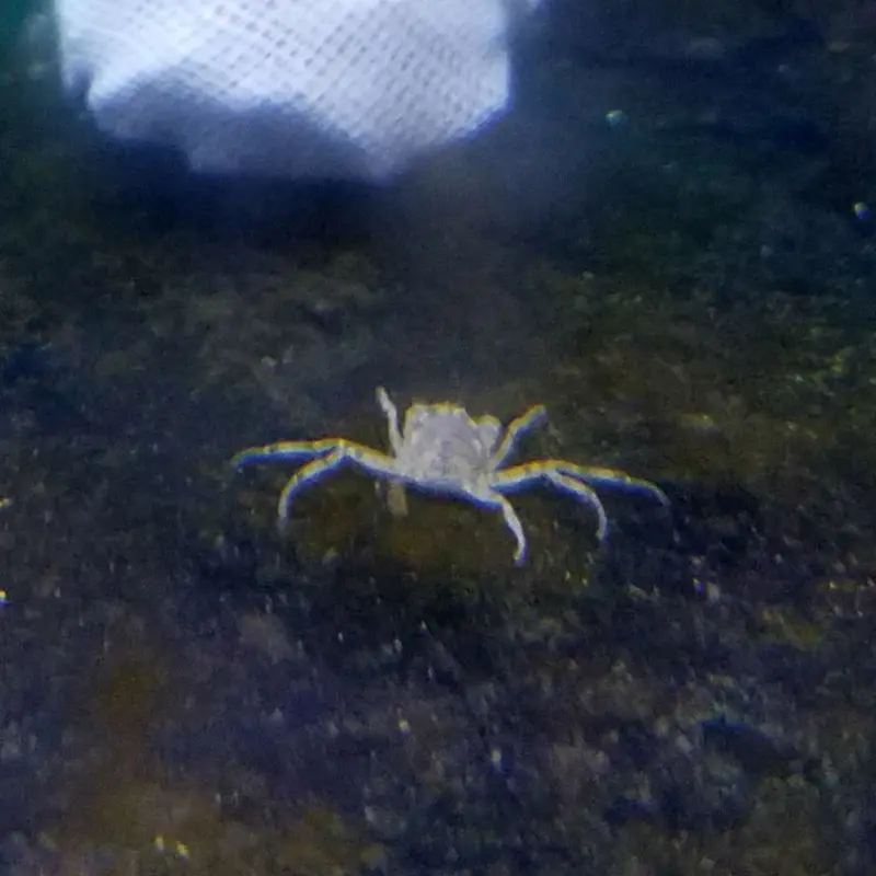 Thai Micro Crab - Limnopilos naiyanetri