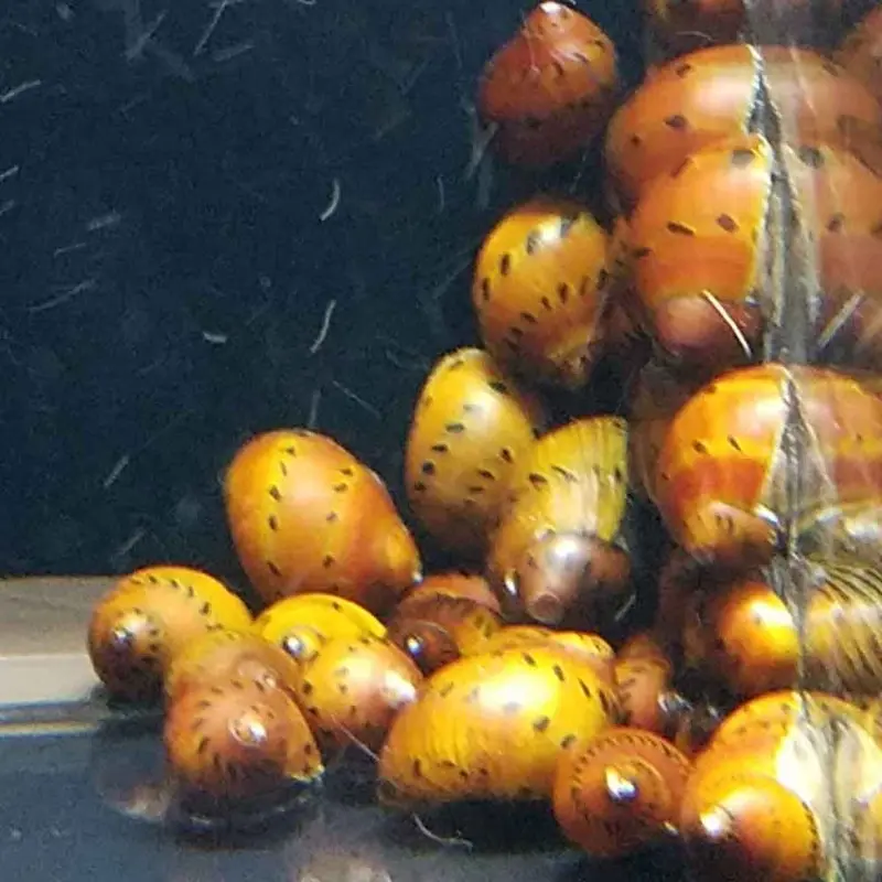 Tiger Nerite Snail - Neritina sp.