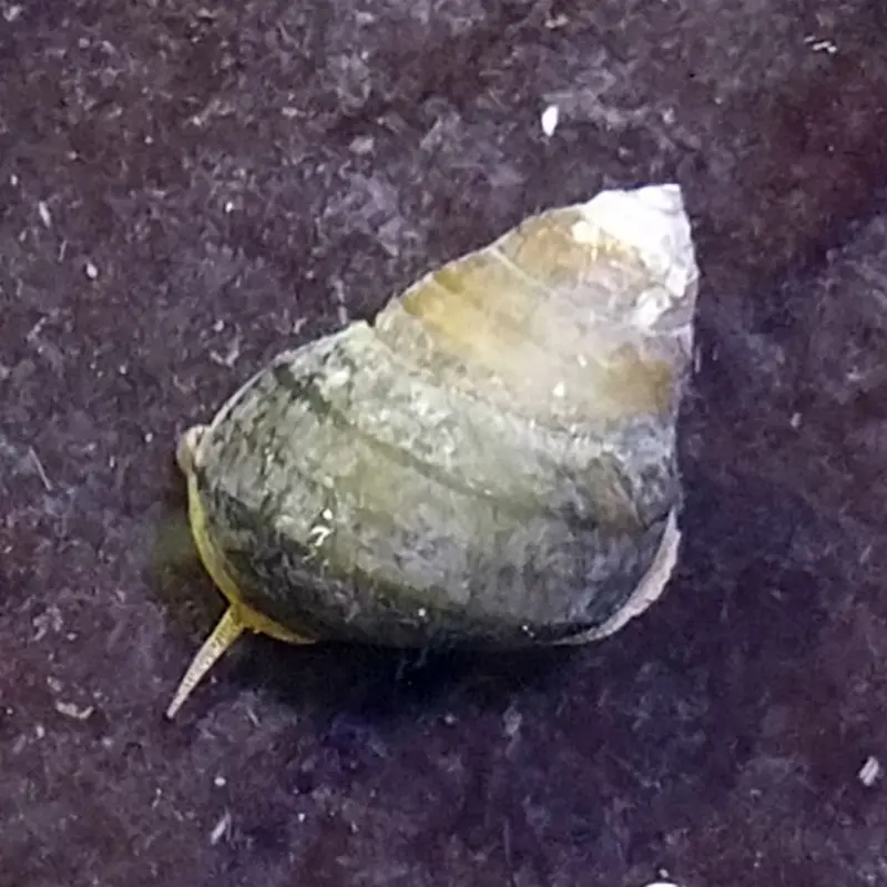 Trapdoor Snail - Viviparous sp.