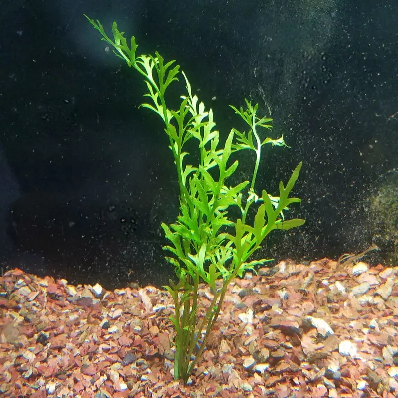 Watersprite Indian Fern - Ceratopteris thalictroides. - Large