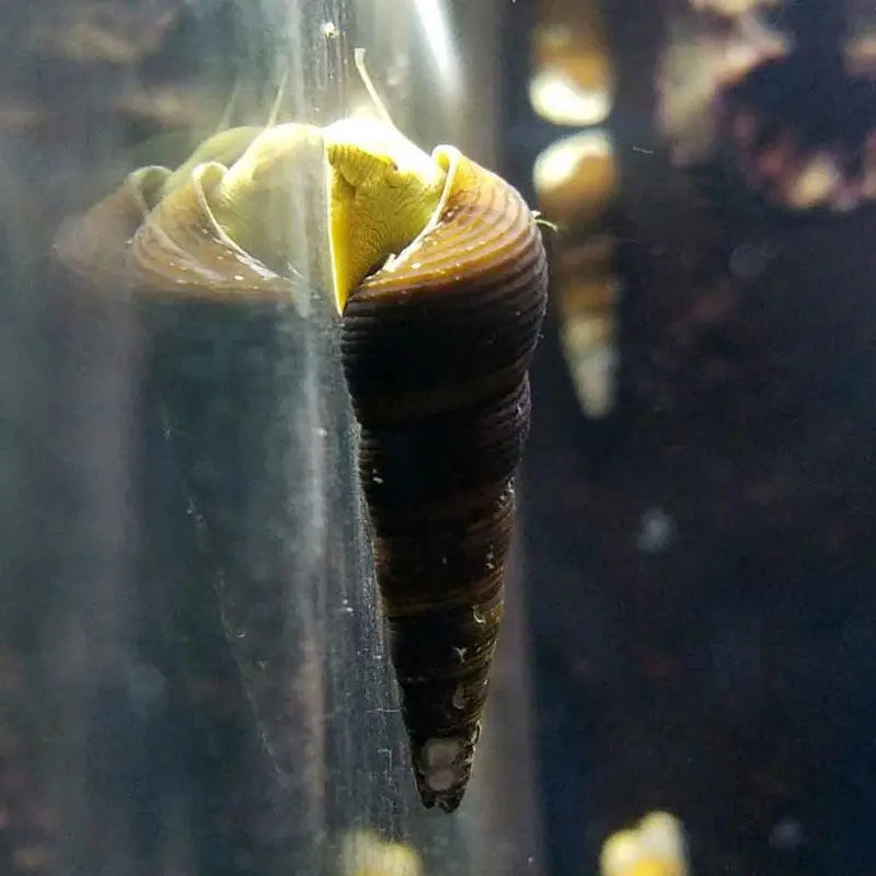 Yellowspotted Rabbit Snail - Tylomelania sp.