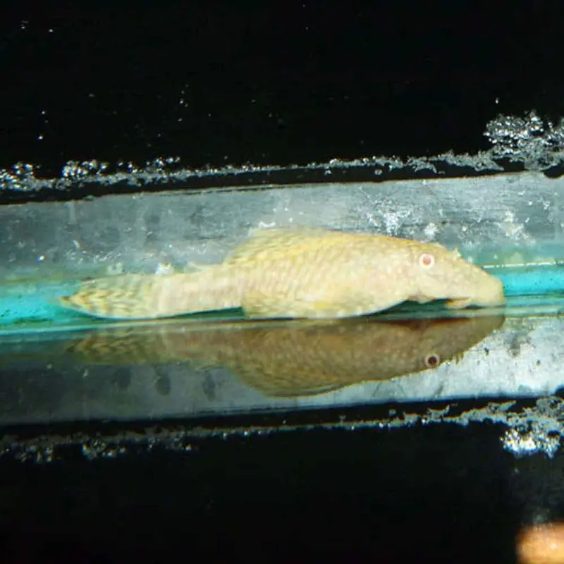 Albino Bushynose Pleco - Ancistrus sp. - XSmall