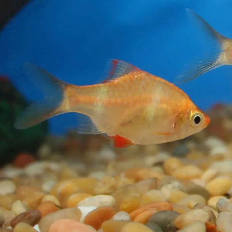 Albino Tiger Barb - Puntius tetrazona