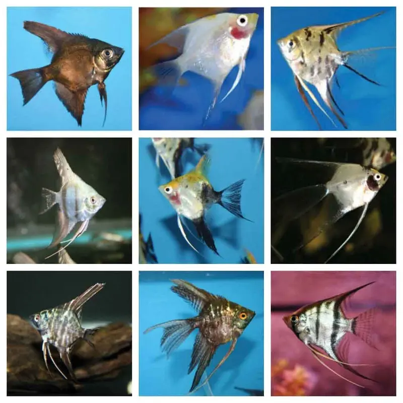 Assorted Angelfish - Small/Medium