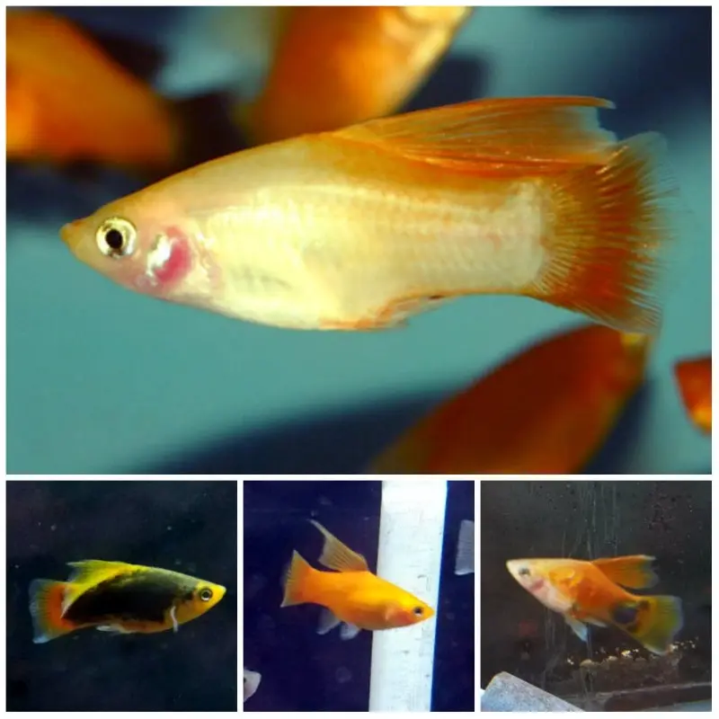 Assorted Hi-Fin Platy