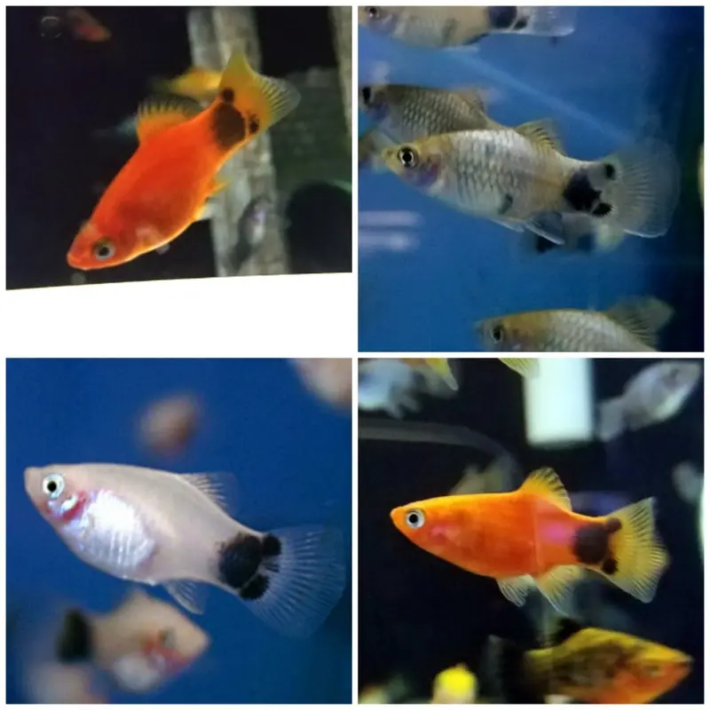 Assorted Mickey Mouse Platy - Xiphophorus maculatus