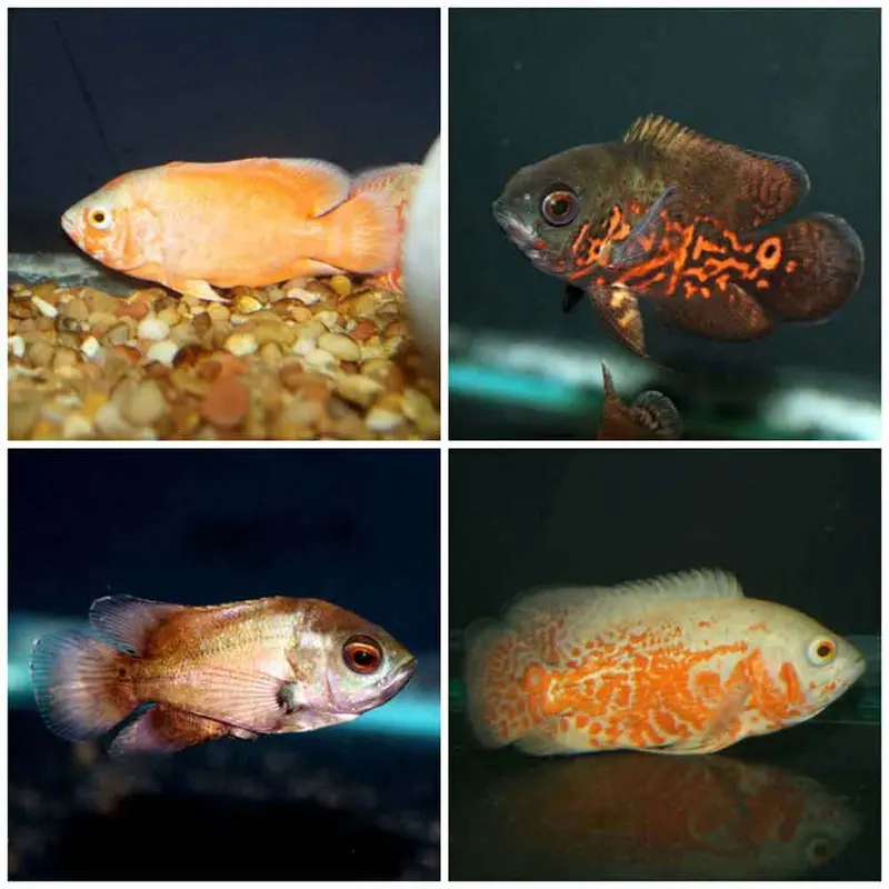 Assorted Oscar - Small/Medium