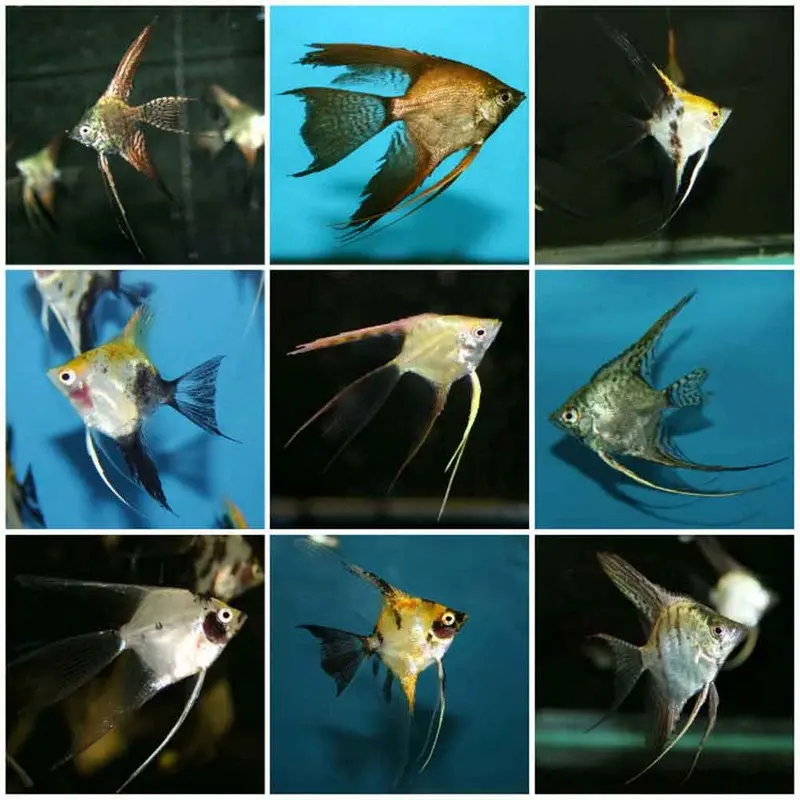 Assorted Veil Angelfish - Small