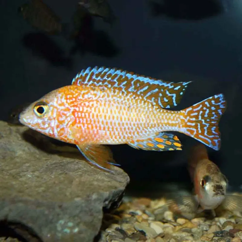 Blood Dragon Peacock - Aulonocara sp. - Adult