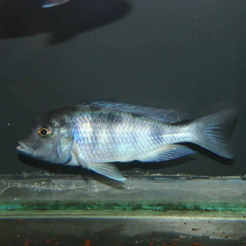 Blue Dolphin Cichlid - Cyrtocara moorii - Juvenile