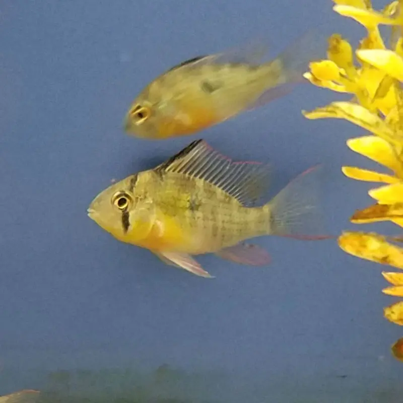Bolivian Ram - Mikrogeophagus altispinosus - Small