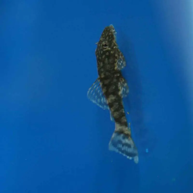 Bushynose/Bristlenose Pleco - Ancistrus sp. - XSmall
