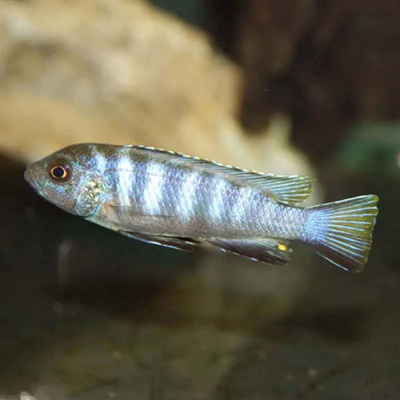 Chewere Elongatus - Pseudotropheus elongatus