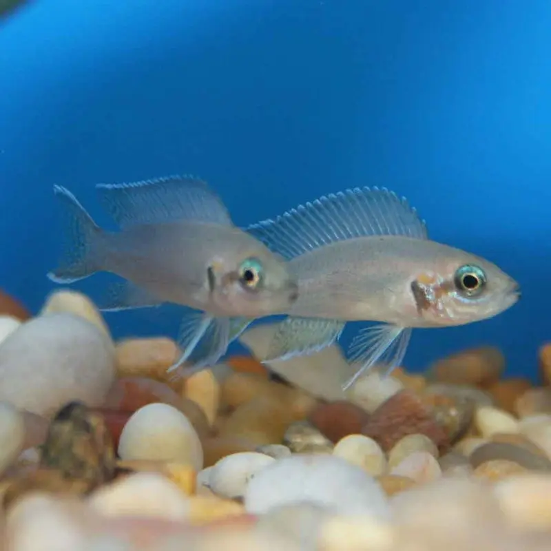 Daffodil - Neolamprologus pulcher - Juvenile
