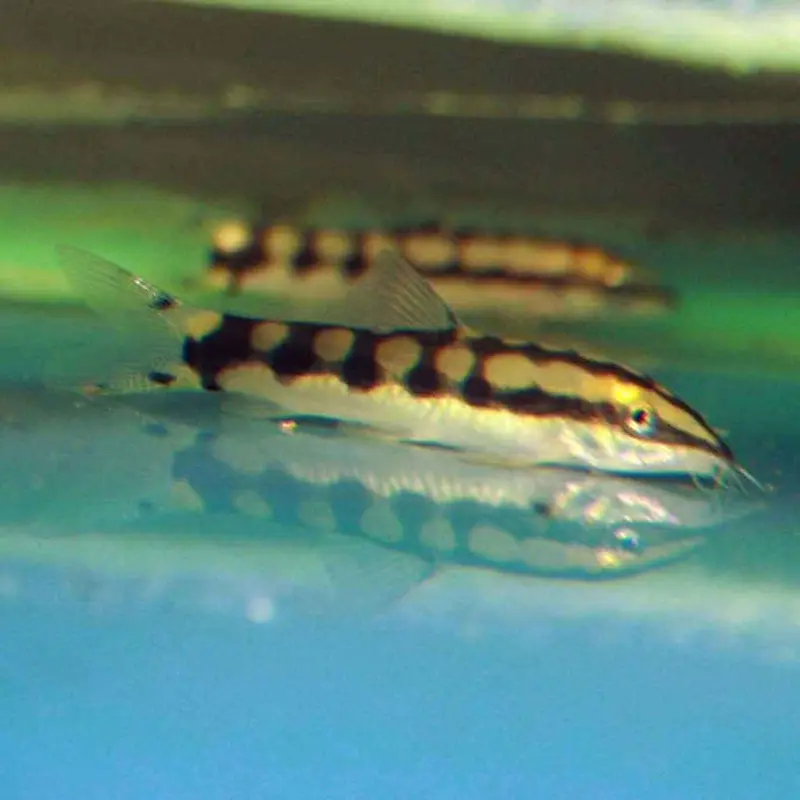 Dwarf Chain Loach - Yasuhikotakia sidthimunki