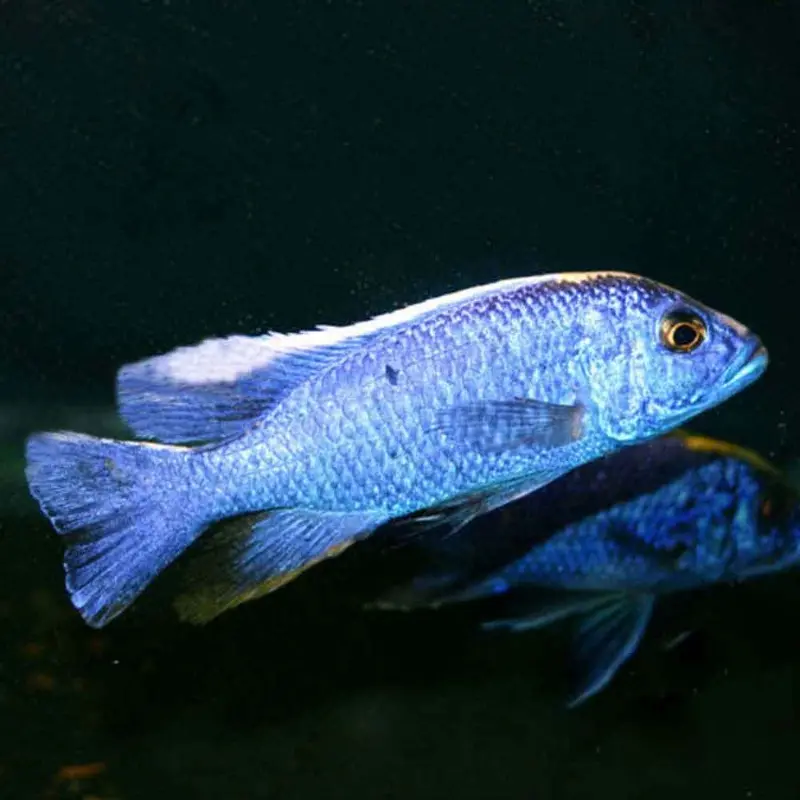 Electric Blue Ahli - Sciaenochromis ahli - Juvenile