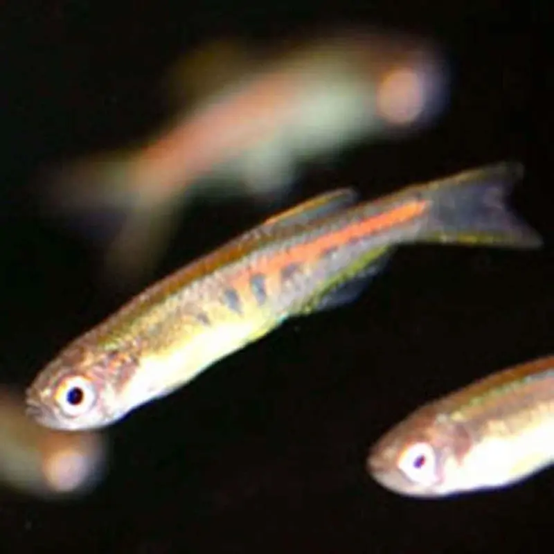 Glowlight Danio - Danio choprae