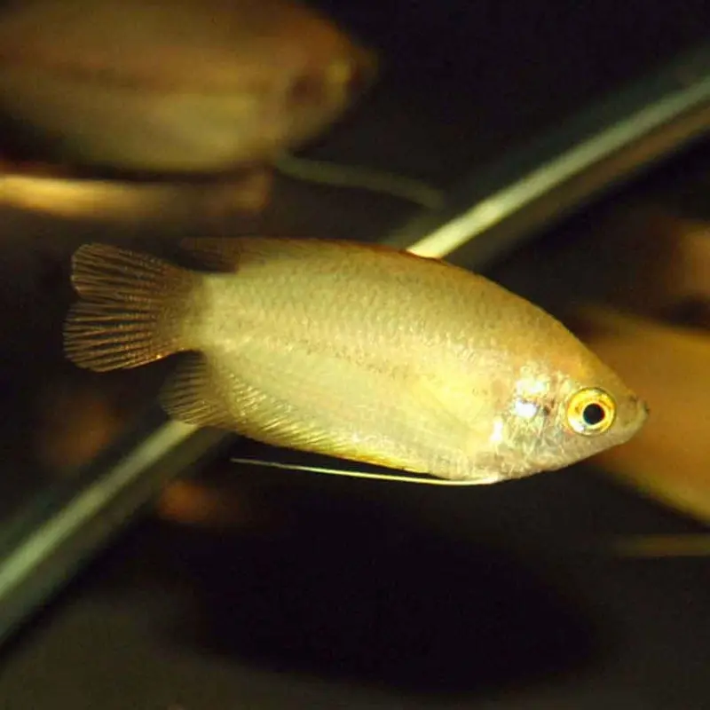 Gold Honey Gourami - Colisa chuna