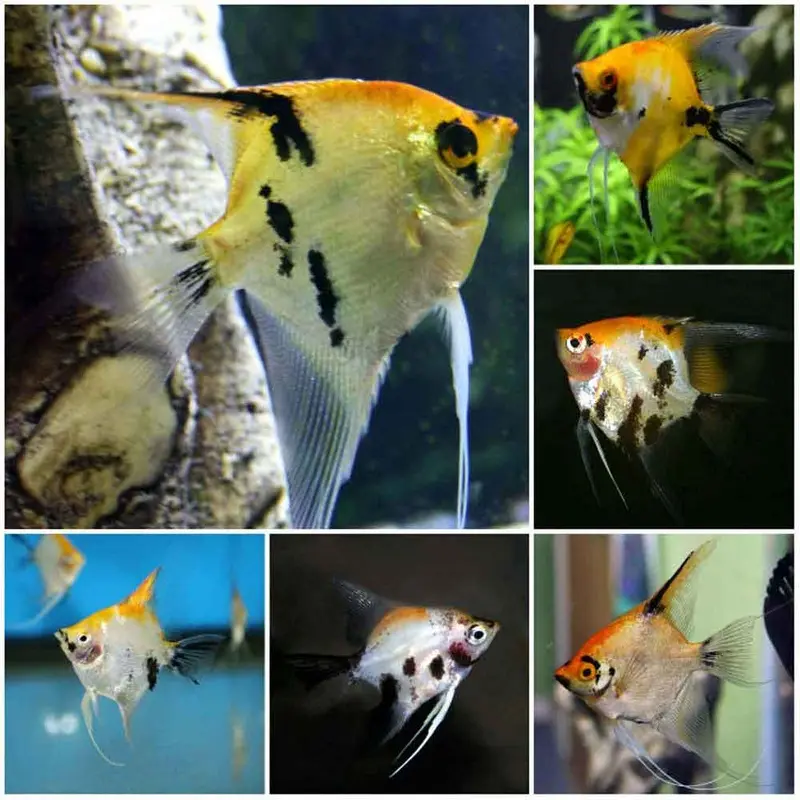 Koi Angelfish - Pterophyllum scalare - Small/Medium