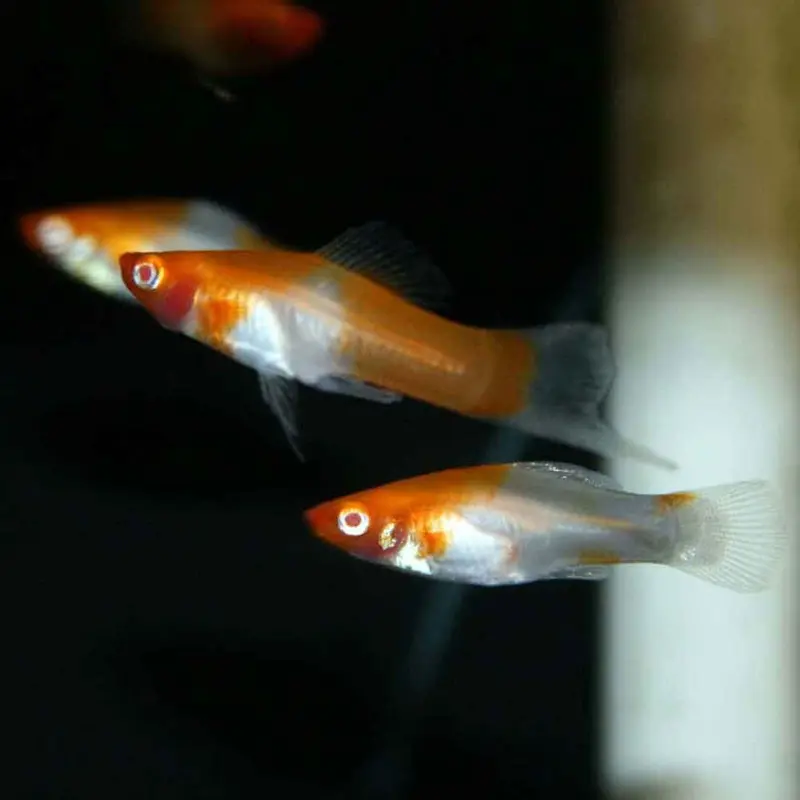 Koi Swordtail - Xiphophorus helleri