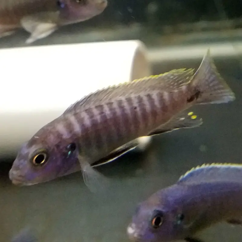 Labeotropheus fuelleborni