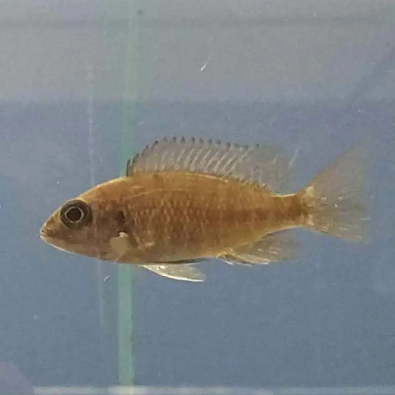Lwanda Peacock - Aulonocara jacobfreibergi - Juvenile