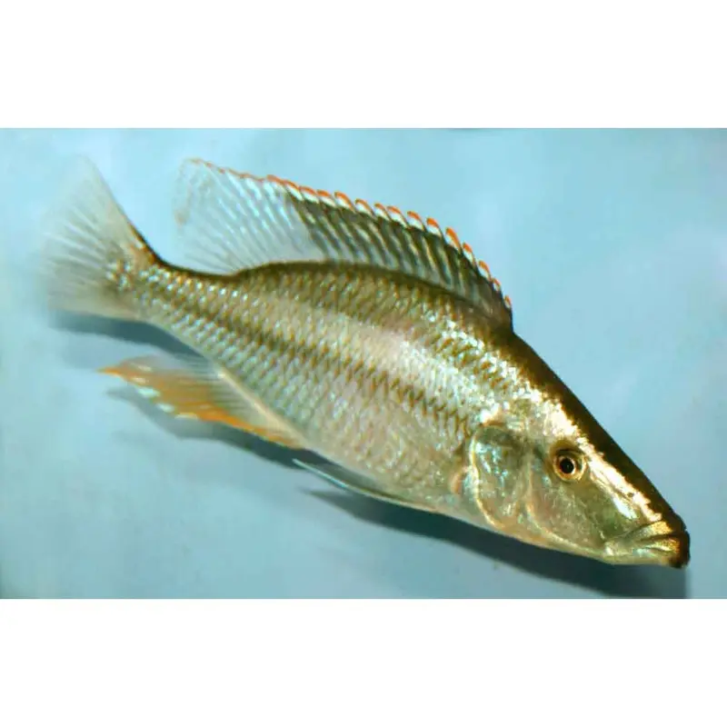 Malawi Eyebiter - Dimidiochromis compressiceps - Juvenile