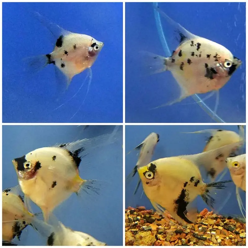 Panda Angelfish - Pterophyllum scalare - Medium