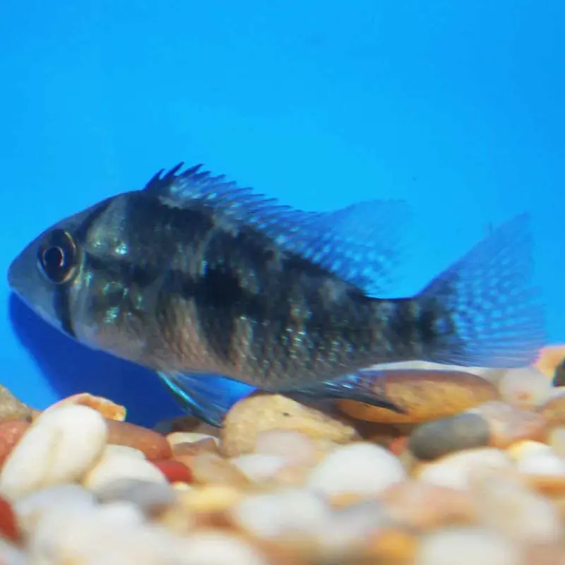 Pearlscale Eartheater - Geophagus brasiliensis - Juvenile