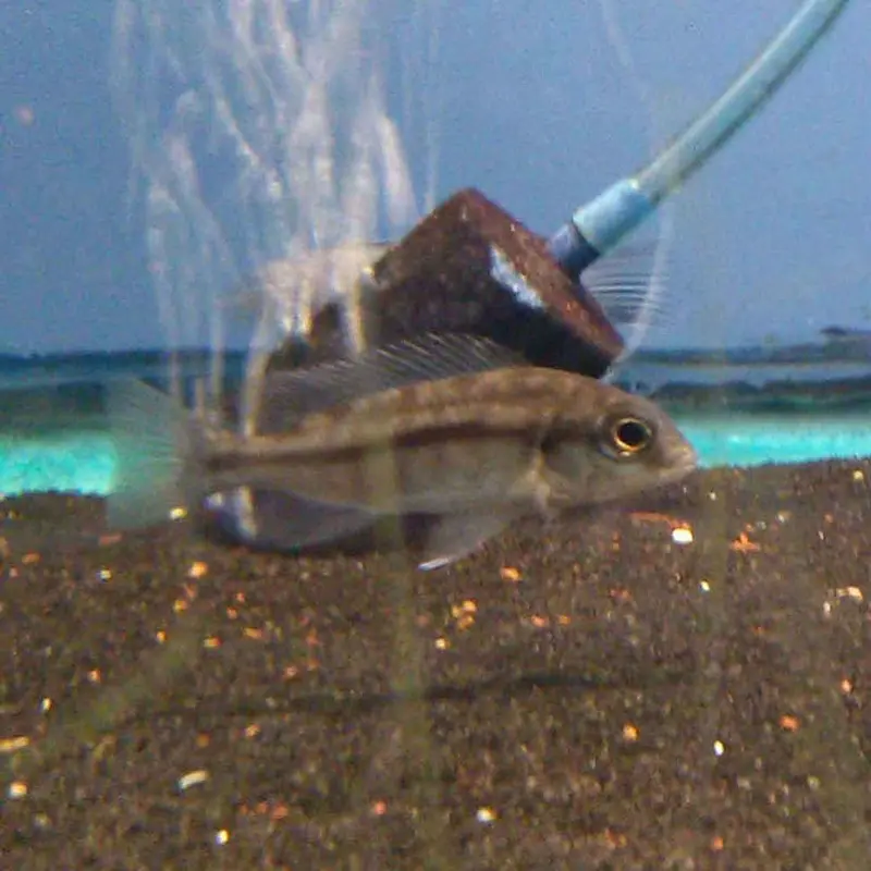 Red Empress - Protomelas taeniolatus - Small Juvenile
