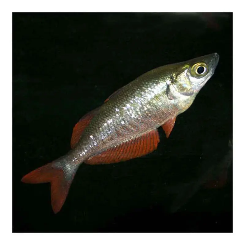 Red Rainbow - Glossolepis incisus