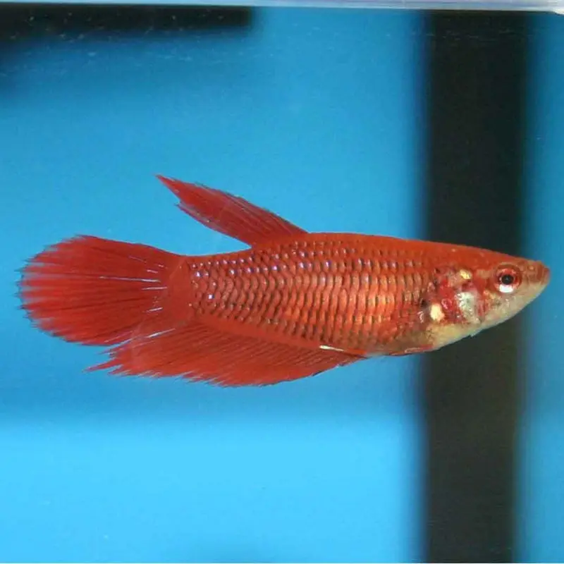 Roundtail Betta - Betta splendens - Male